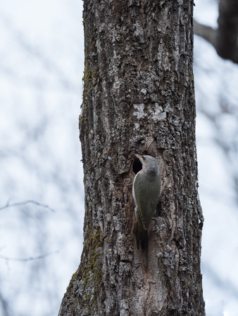 Yamagera and nest on the tree in Hokkaidoの写真素材