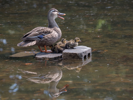 Spotbill duck babies and mother in the pondの写真素材
