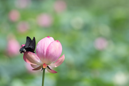 Black butterfly visited lotus flowersの写真素材