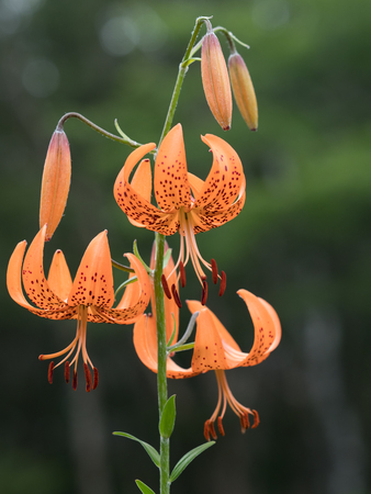 Beautiful Lesser Tiger Lily blooming in summer wetlandの写真素材