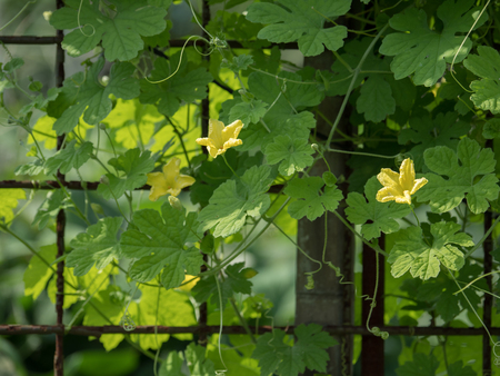 Green curtain to avoid summer sunlightの写真素材
