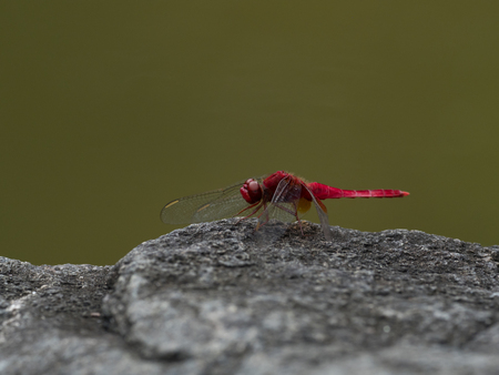 Crimson dragonfly  in the early autumn
