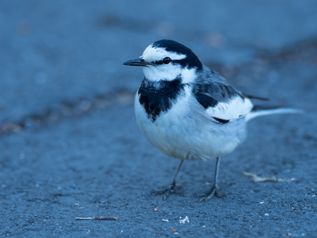 Cute wild bird White Wagtailの写真素材