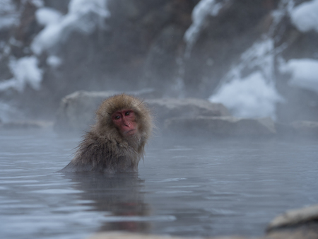 Snow monkey in Jigokudani-yaenkoen, Ayd?n, Japanの写真素材