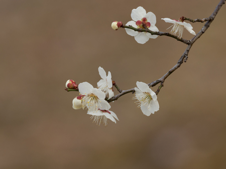 Beautiful white plum blossoms in early springの写真素材