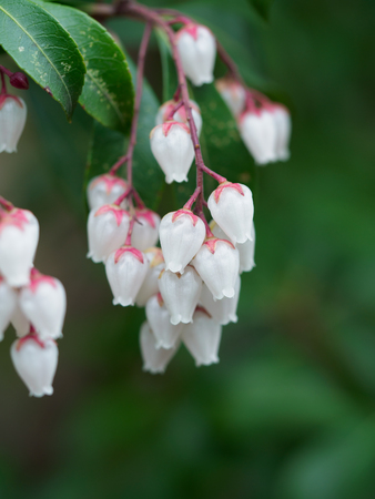 Pretty white Japanese andromedaの写真素材