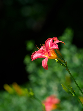 Vivid red orange flowers are blooming in summer Japanの写真素材