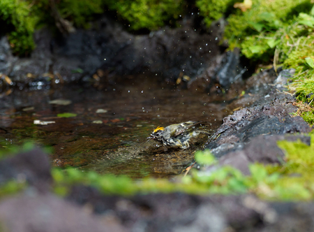 Goldcrest covered with a yellow crown in the forestの写真素材
