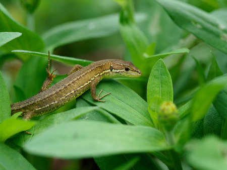 Japanese Grass Lizard hiding behind the leavesの写真素材