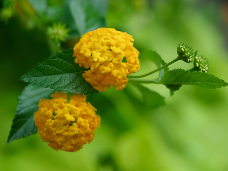 Flowers and buds and leaves of Yellow lantanaの写真素材