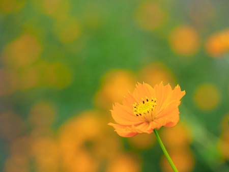 Brilliant orange cosmos of early autumnの写真素材