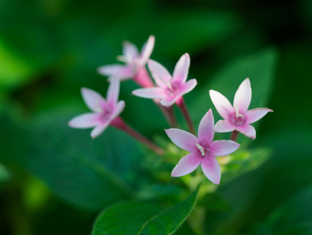 Pink Egyptian Star Cluster flowersの写真素材