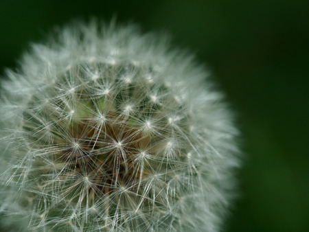 Dandelion's white fluff