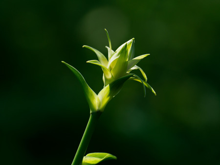 Bud of Hosta native to forestの写真素材