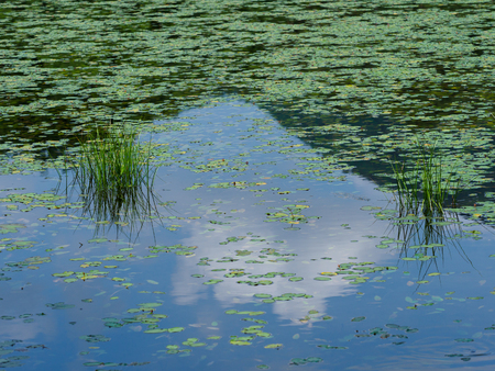 Beautiful reflection of the Kannon swamp in summer Fukushima, Japanの写真素材