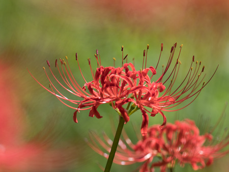 Fiery Red Lycorisの写真素材