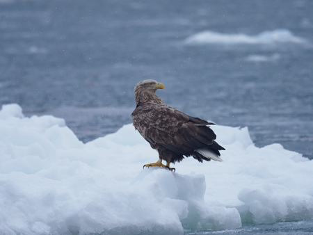 White-tailed eagle on the drift ice in winter in Hokkaido, Japanの写真素材