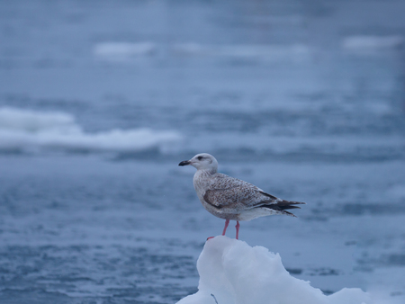 Young bird of Slaty-backed gull on the drift ice in winter in Hokkaido,の写真素材