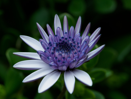 Beautifully blooming Osteospermum in flower bed,の写真素材