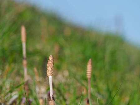 Spore stem of field horsetail  in spring fieldの写真素材