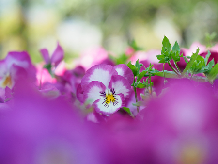 Lovely Light purple Pansy in the spring flower bedの写真素材