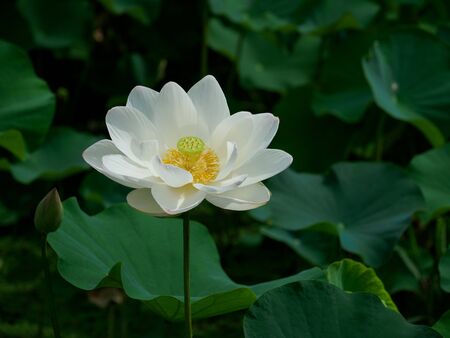 Beautiful pure white lotus flower is bloomingの写真素材