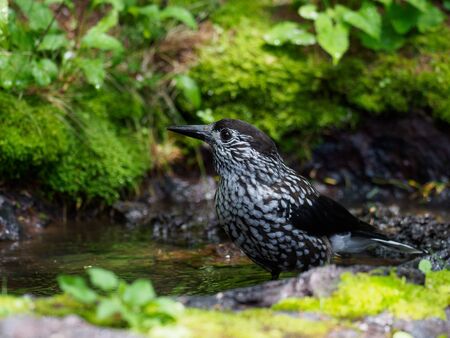 Spotted Nutcracker in the waters of the forestの写真素材