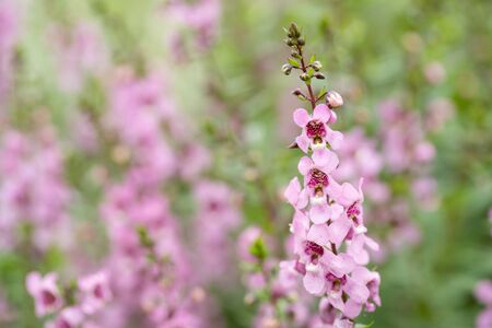Beautiful lavender pink Summer snapdragon in the summer flower bedの写真素材