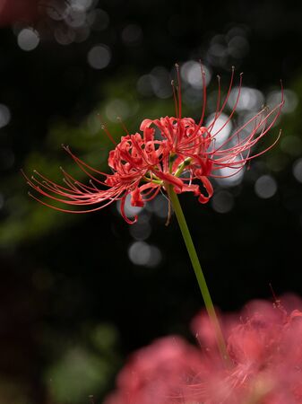 Bright red beetle is in bloom in the autumn of Japanの写真素材