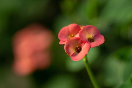 Red cute Euphorbia milii  flowers are blooming