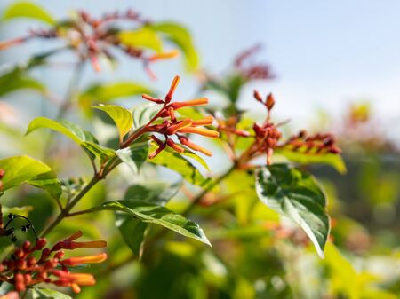 Red flowers of Scarlet bush are bloomingの写真素材