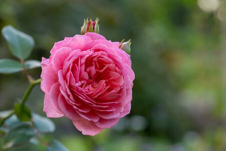 Beautiful red purple rose in the gardenの写真素材
