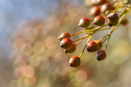 Orange Rose Hips of the Branchesの写真素材