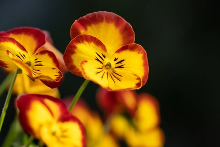 Two-tone pansy are in bloom on black background