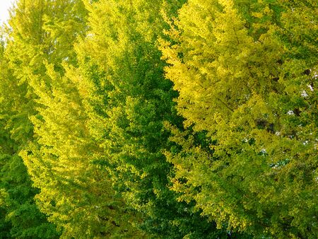 Yellow-leaved Maidenhair Tree in autumn Japan