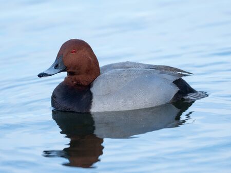 Common pochard is swimming  in the pondの写真素材