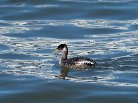 Red necked grebe swimming in the seaの写真素材