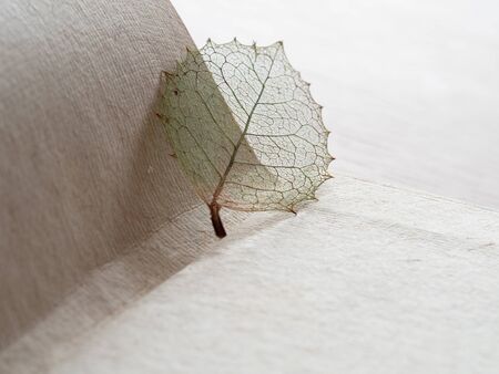 Old book and pressed leafの写真素材