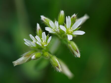 Sticky chickweed blooms in spring