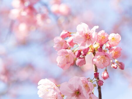 Japanese cherry blossom called Oh kanzakuraの写真素材
