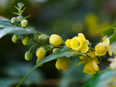 Japanese mahonia flowers bloom in springの写真素材