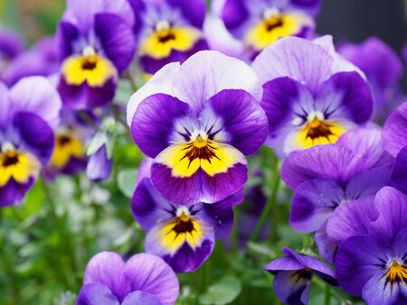 Lovely  Pansy in the spring flower bedの写真素材