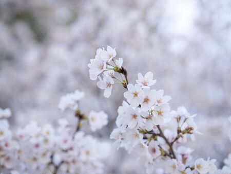 Japanese cherry blossom called Somei-yoshinoの写真素材