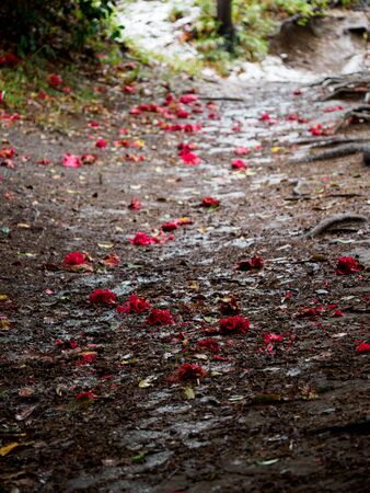Mountain path of fallen camellia flowersの写真素材