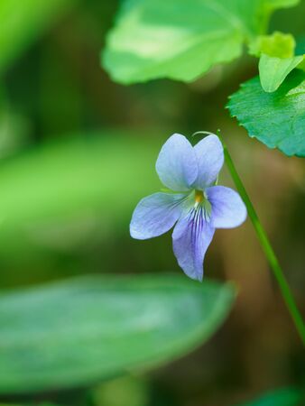 Pale purple Sumire blooming in the Japanese spring fieldの写真素材