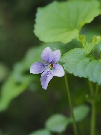 Pale purple Sumire blooming in the Japanese spring fieldの写真素材
