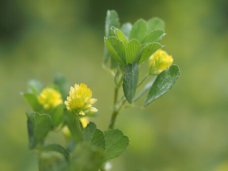 Pine clover blooms in the field
