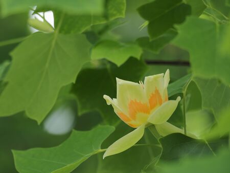 flower of the American tulip tree bloomの写真素材