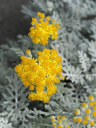 Yellow flowers of Dusty millerの写真素材