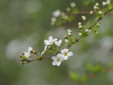 White small flower of the spiraea blooming in springの写真素材